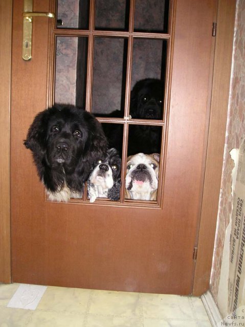 Фото: ньюфаундленд Fiamettahauz Vinland Princess (Фиаметтахауз Винланд Принцесс), амкок Аплодисмент, и анг.бульдог Спайдер