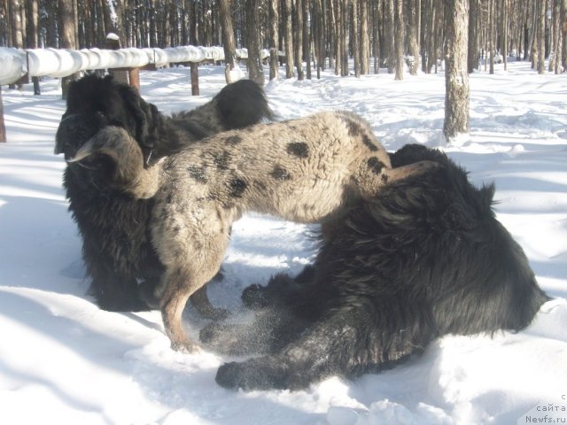 Фото: ньюфаундленд Карат из Медвежьего Яра (Karat iz Medvejyego Yara), ньюфаундленд Ярада из Сибирской Глубинки (Yarada iz Sibirskoy Glubinki)