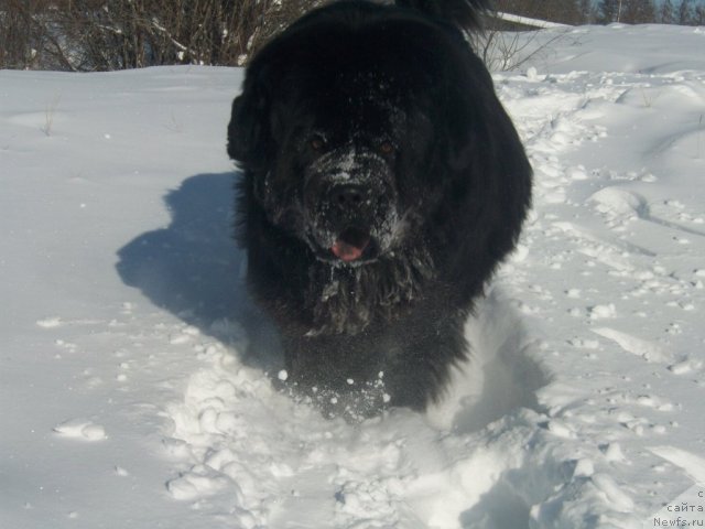 Фото: ньюфаундленд Карат из Медвежьего Яра (Karat iz Medvejyego Yara)
