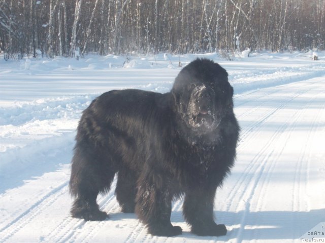 Фото: ньюфаундленд Карат из Медвежьего Яра (Karat iz Medvejyego Yara)