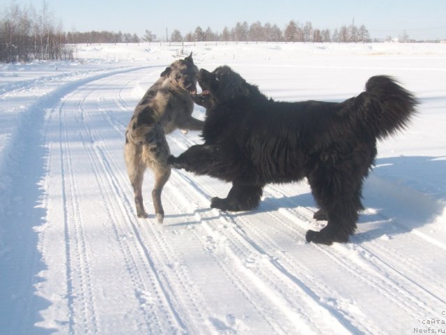 Фото: ньюфаундленд Карат из Медвежьего Яра (Karat iz Medvejyego Yara)