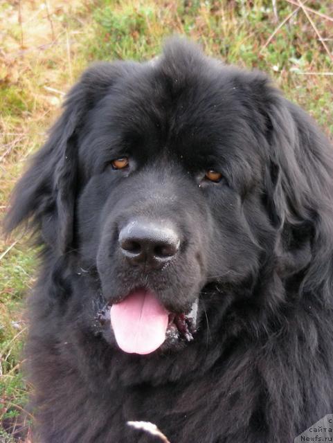 Фото: ньюфаундленд Нью Спейс Блю Оушен