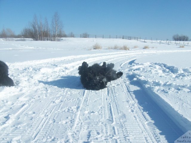 Фото: ньюфаундленд Карат из Медвежьего Яра (Karat iz Medvejyego Yara)