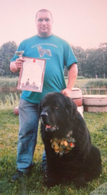 Фото: Александр Беспечный, ньюфаундленд Жадар