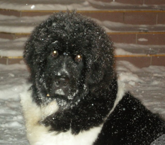 Фото: ньюфаундленд Питерньюф Чин-Чин