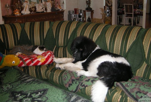 Фото: ньюфаундленд Питерньюф Чин-Чин