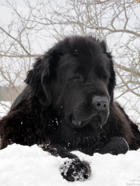Фото: ньюфаундленд Потап Ягодка