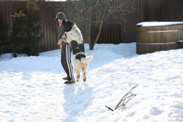 Фото: ньюфаундленд Аквиан Сонг Зеро Гравити (Akvian Song Zero Graviti)