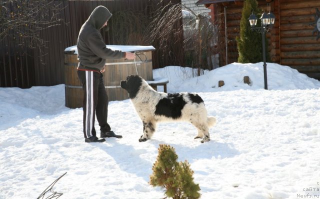 Фото: ньюфаундленд Аквиан Сонг Зеро Гравити (Akvian Song Zero Graviti)