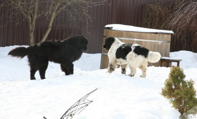 Фото: ньюфаундленд Аквиан Сонг Зеро Гравити (Akvian Song Zero Graviti)