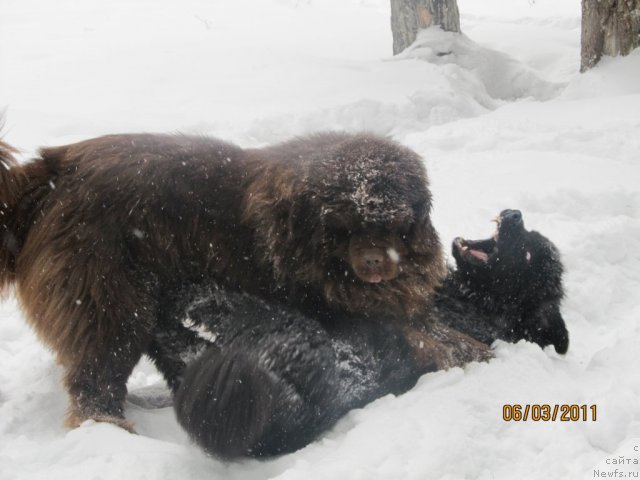 Фото: ньюфаундленд Командор из Медвежьего Яра