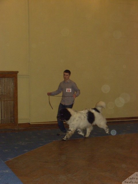 Фото: ньюфаундленд Аквиан Сонг Зефир