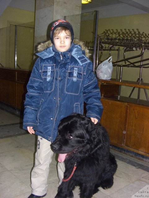 Фото: ньюфаундленд Акватория Келвин Манчестер, Костя