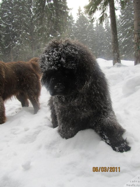 Фото: ньюфаундленд Акватория Келвин Олимпус (Aquatoriya Kelvin Olympus)