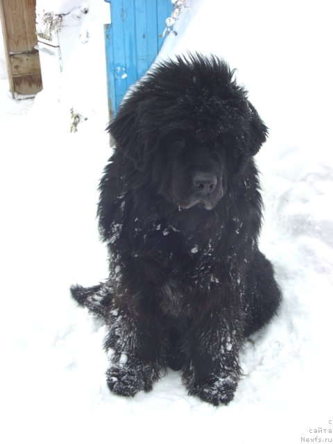 Фото: ньюфаундленд Глэд Ту Си Джипси