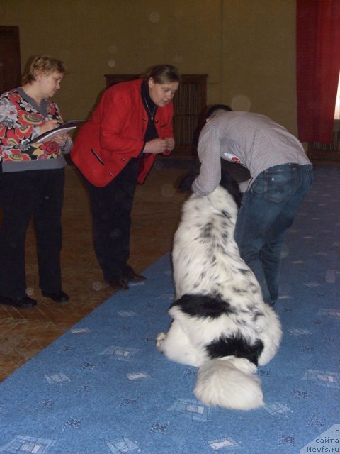 Фото: ньюфаундленд Аквиан Сонг Зефир