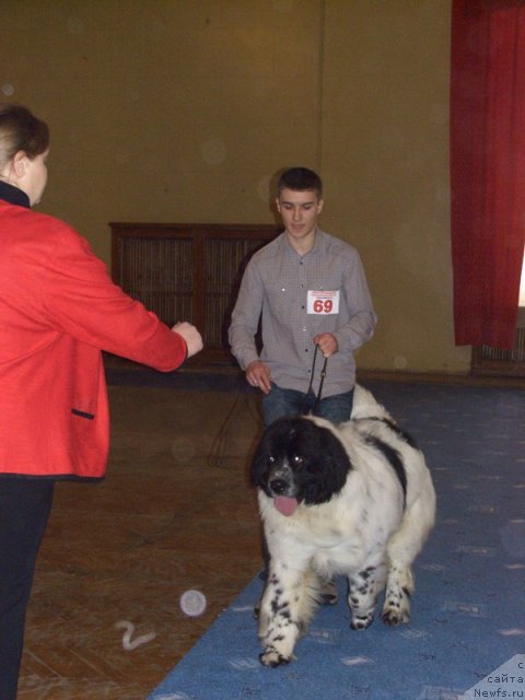 Фото: ньюфаундленд Аквиан Сонг Зефир, Алексей