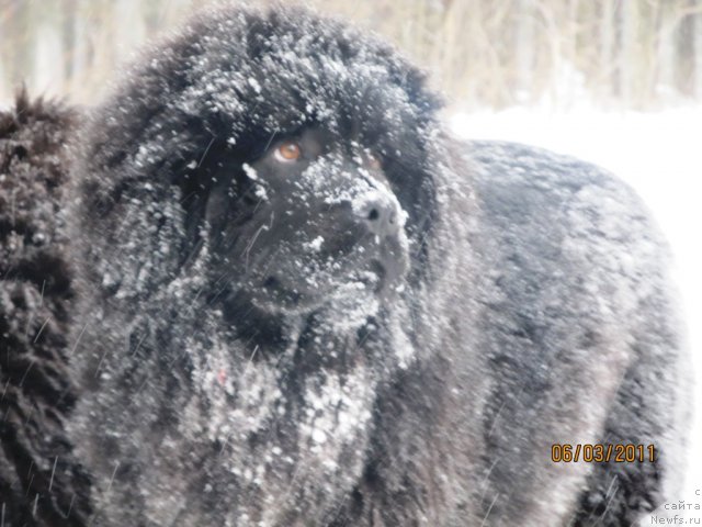 Фото: ньюфаундленд Их Высочество Владлена Маджикс