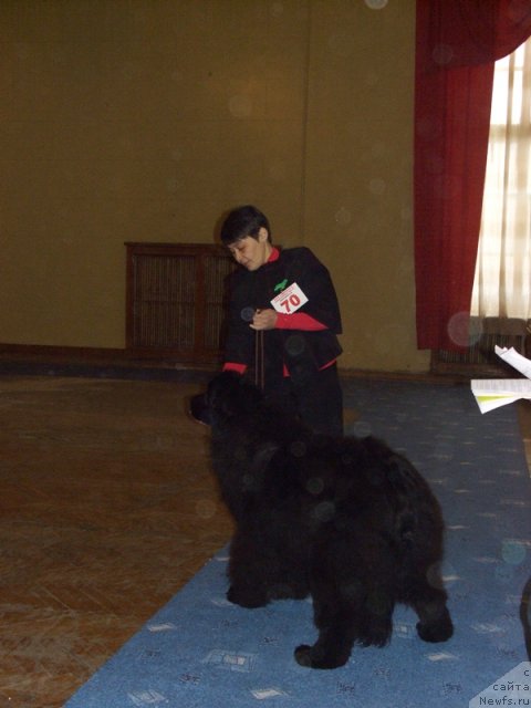 Фото: ньюфаундленд Барышня, Галия Гизатуллина