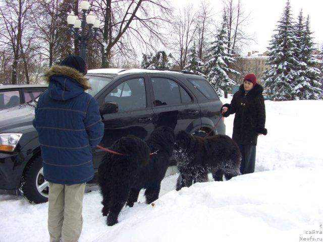 Фото: ньюфаундленд Барышня, ньюфаундленд Акватория Келвин Манчестер, Галия Гизатуллина, Костя