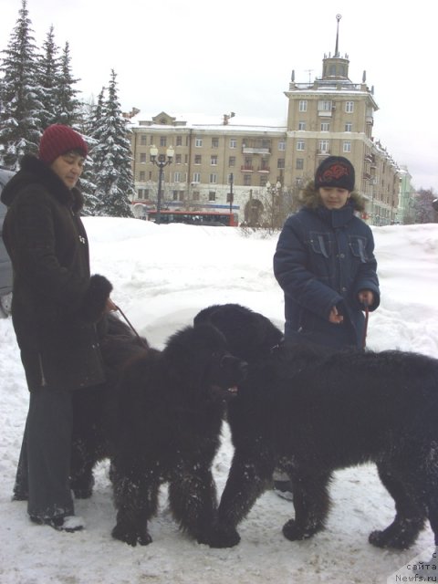 Фото: ньюфаундленд Акватория Келвин Манчестер, ньюфаундленд Барышня