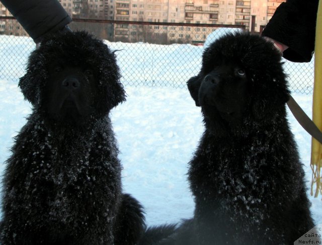 Фото: ньюфаундленд Смигар Гордон-Феллоу (Smigar Gordon Fellow), ньюфаундленд Смигар Галакси Шелл Вин (Smigar Galaxsy Shall Win)