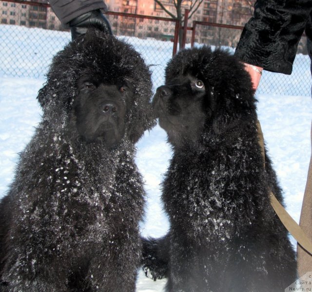 Фото: ньюфаундленд Смигар Гордон-Феллоу (Smigar Gordon Fellow), ньюфаундленд Смигар Галакси Шелл Вин (Smigar Galaxsy Shall Win)