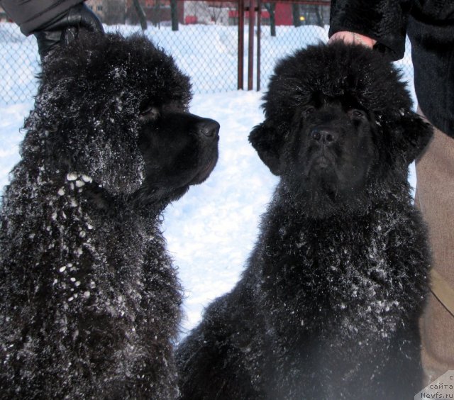 Фото: ньюфаундленд Смигар Гордон-Феллоу (Smigar Gordon Fellow), ньюфаундленд Смигар Галакси Шелл Вин (Smigar Galaxsy Shall Win)
