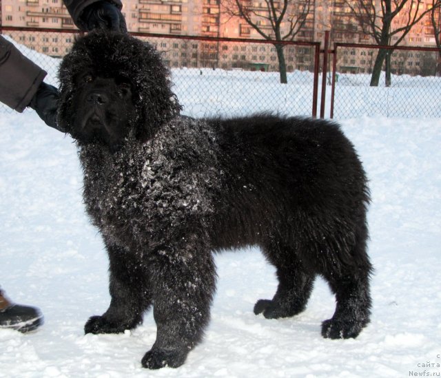Фото: ньюфаундленд Смигар Гордон-Феллоу (Smigar Gordon Fellow)