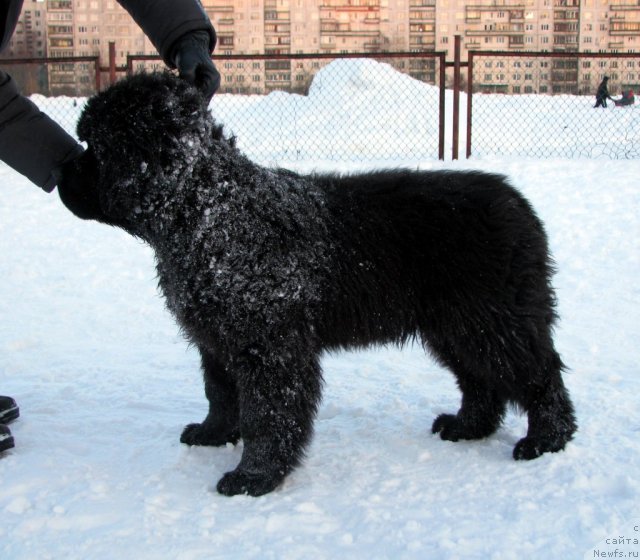 Фото: ньюфаундленд Смигар Гордон-Феллоу (Smigar Gordon Fellow)