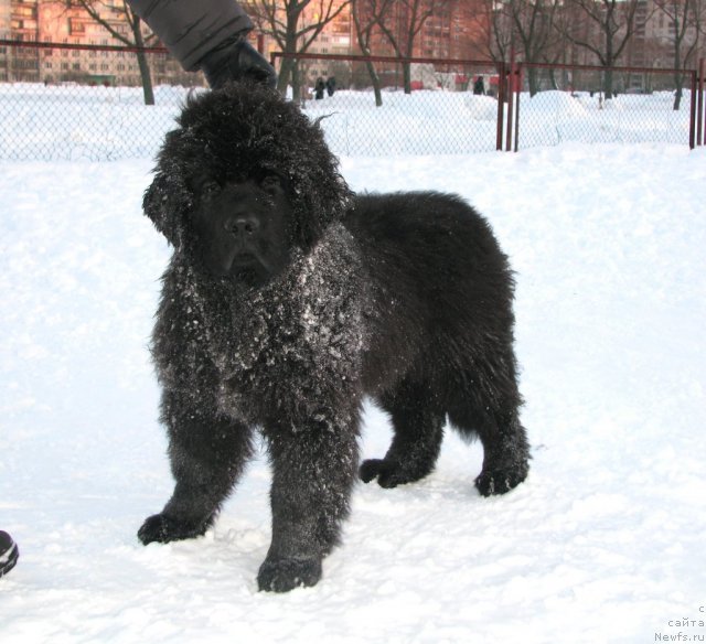 Фото: ньюфаундленд Смигар Гордон-Феллоу (Smigar Gordon Fellow)