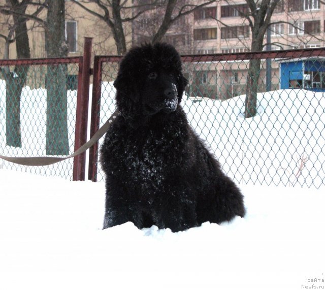 Фото: ньюфаундленд Смигар Галакси Шелл Вин (Smigar Galaxsy Shall Win)