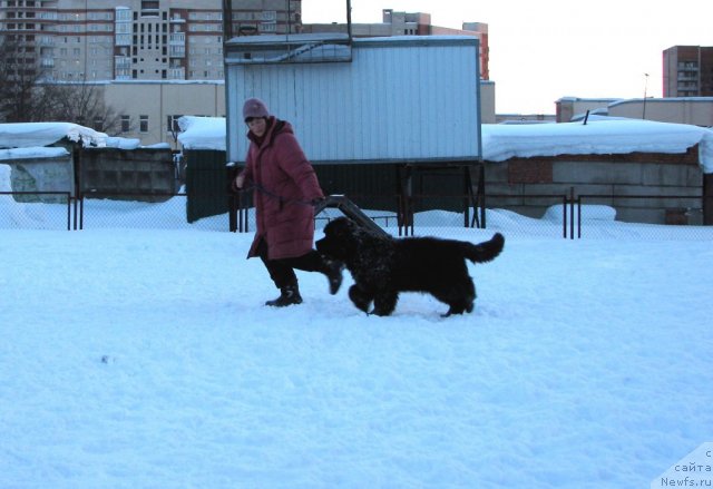 Фото: ньюфаундленд Смигар Гордон-Феллоу (Smigar Gordon Fellow), Наталия Михайлова