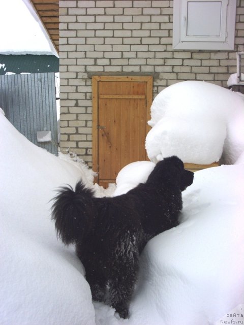 Фото: ньюфаундленд Барышня