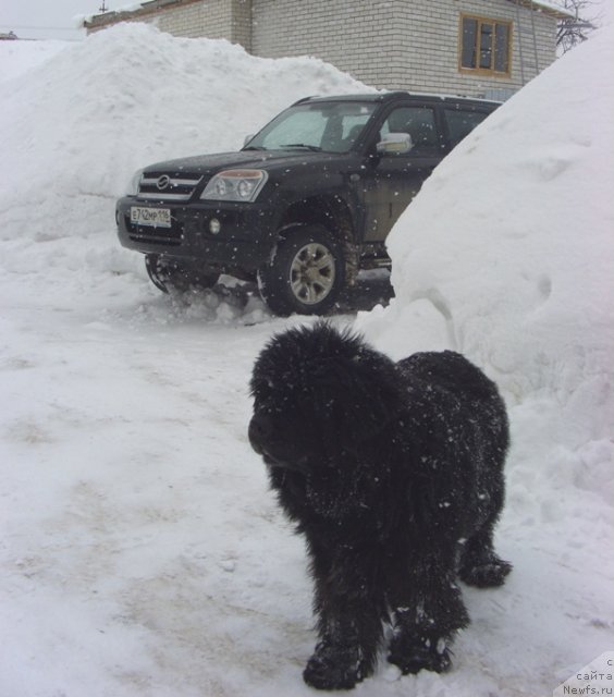 Фото: ньюфаундленд Глэд Ту Си Джипси