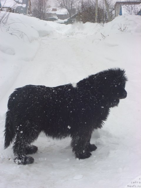 Фото: ньюфаундленд Глэд Ту Си Джипси