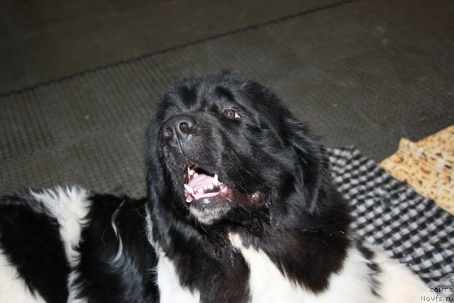 Фото: ньюфаундленд Супер Премиум Ему Нет Равных