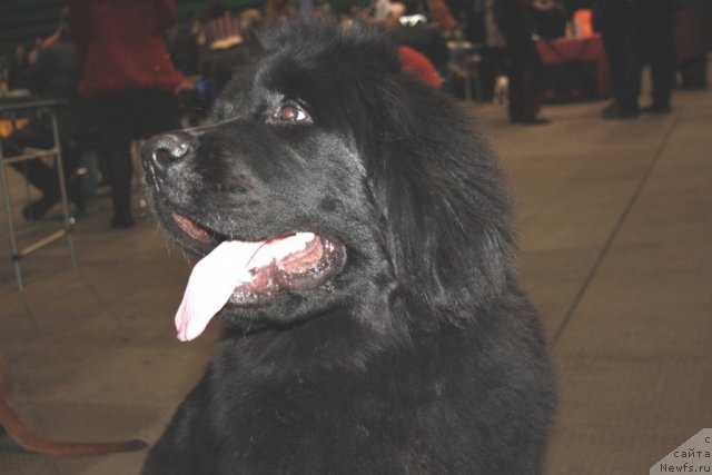 Фото: ньюфаундленд Черный Шарм Бостон