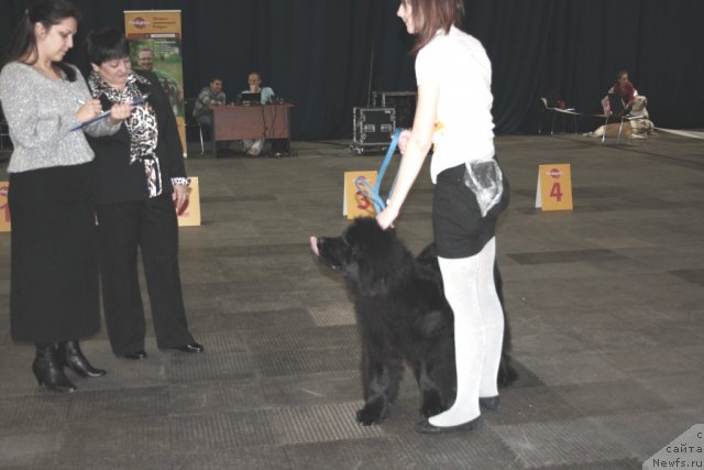 Фото: ньюфаундленд Черный Шарм Бостон, Ксения Ягудина