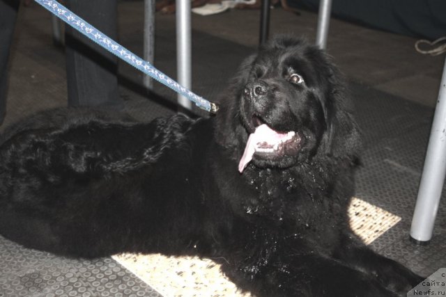 Фото: ньюфаундленд Черный Шарм Бостон