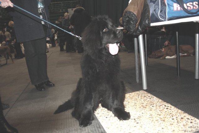 Фото: ньюфаундленд Черный Шарм Бостон