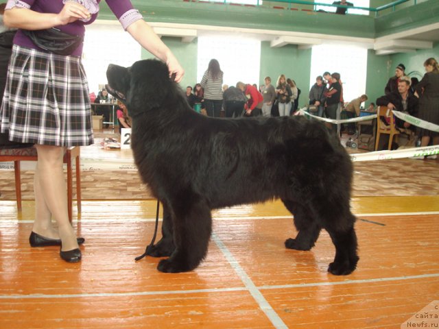 Фото: ньюфаундленд Их Высочество Глория Айрис (Ih Visochestvo Gloria Airis)