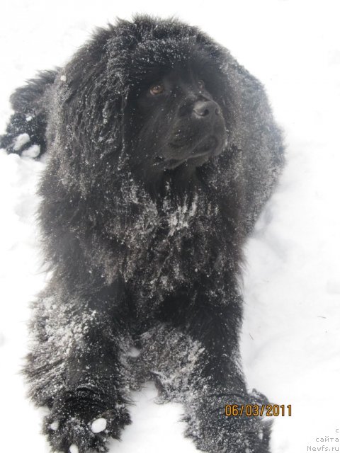 Фото: ньюфаундленд Их Высочество Владлена Маджикс