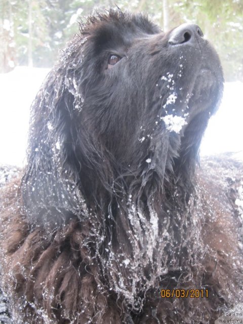 Фото: ньюфаундленд Акватория Келвин Олимпус (Aquatoriya Kelvin Olympus)