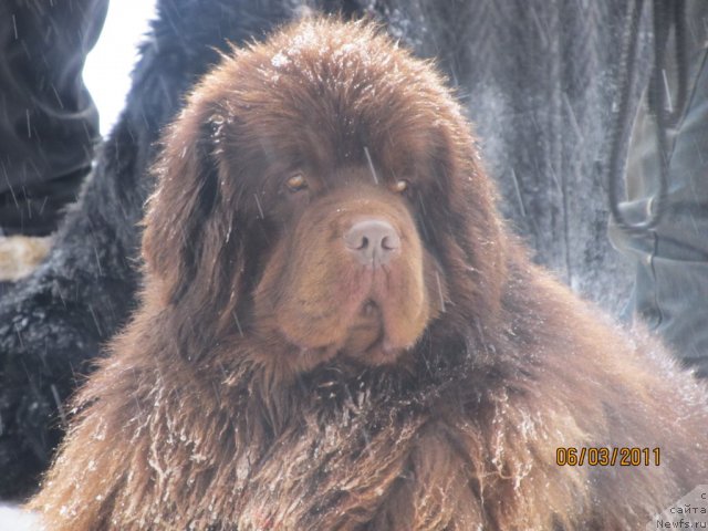 Фото: ньюфаундленд Командор из Медвежьего Яра