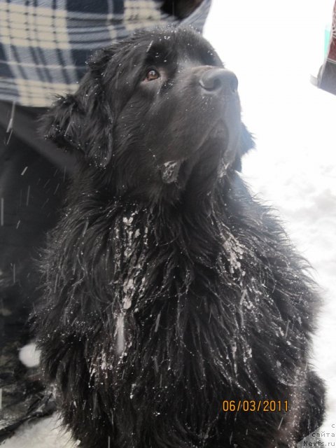 Фото: ньюфаундленд Желанный Подарок от Марлеон Дусвик