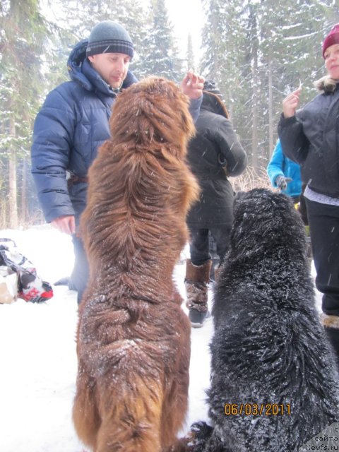 Фото: Алексей Нистратов, ньюфаундленд Их Высочество Владлена Маджикс