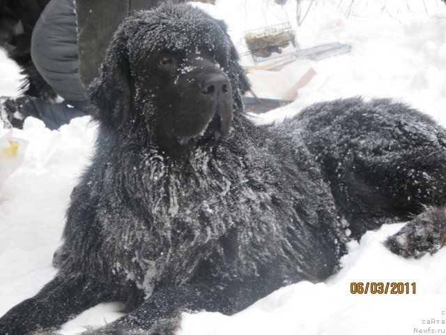 Фото: ньюфаундленд Желанный Подарок от Марлеон Дусвик