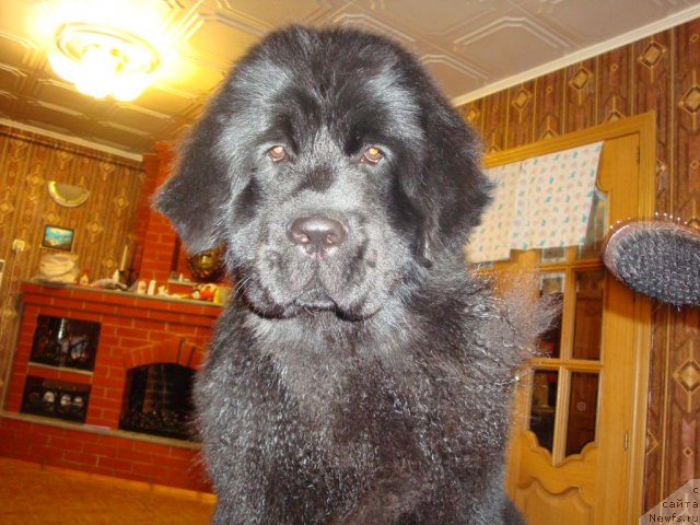Фото: ньюфаундленд Их Высочество Глория Айрис (Ih Visochestvo Gloria Airis)