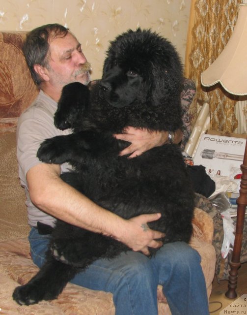 Фото: ньюфаундленд Смигар Гордон-Феллоу (Smigar Gordon Fellow), Игорь Михайлов